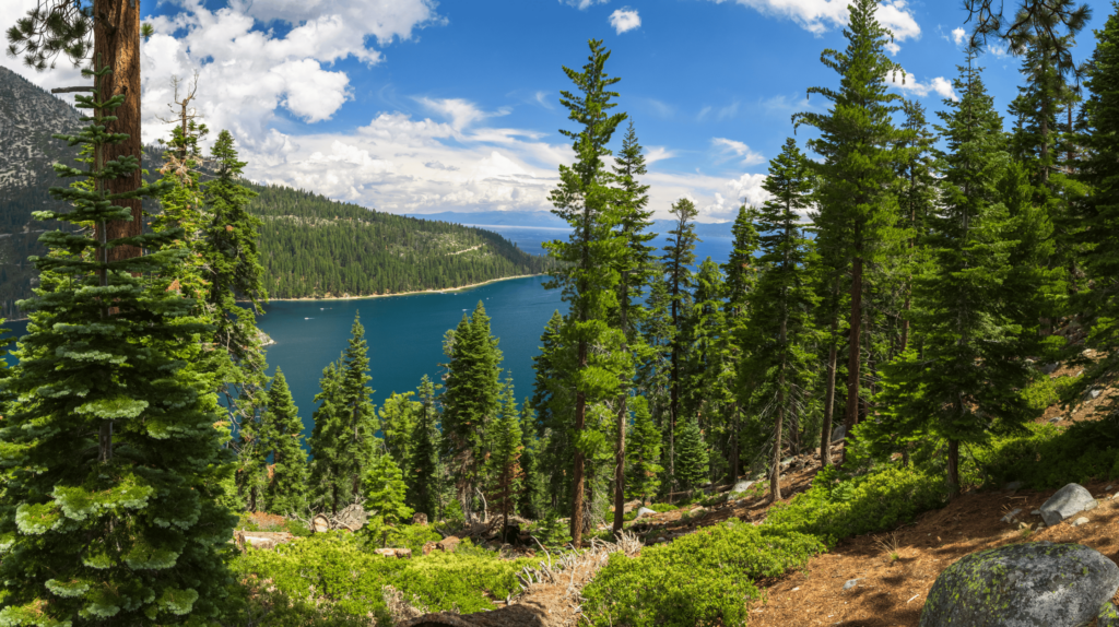 pine trees and trails with lake tahoe in the backgrounnd