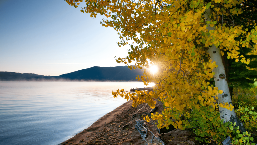 fall shoreline with a maple tree in yellow and the mountains in the background in lake tahoe