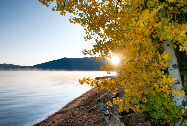 fall shoreline with a maple tree in yellow and the mountains in the background in lake tahoe