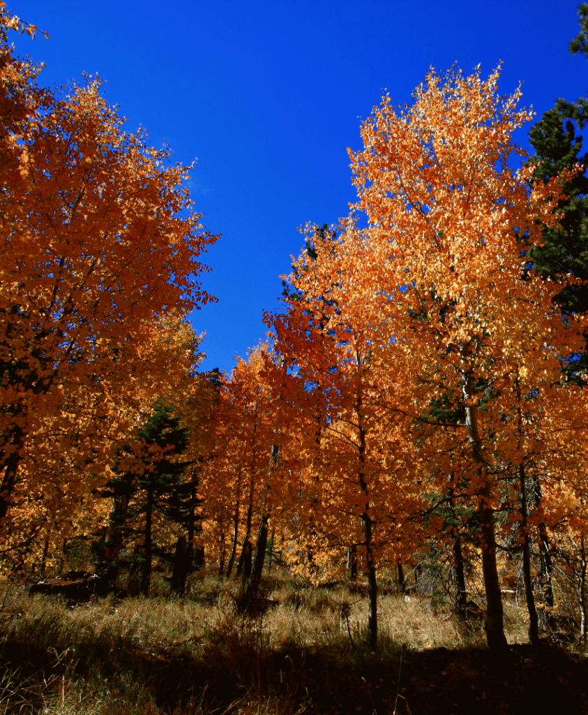 a bunch of trees with orange leaves in lake tahoe
